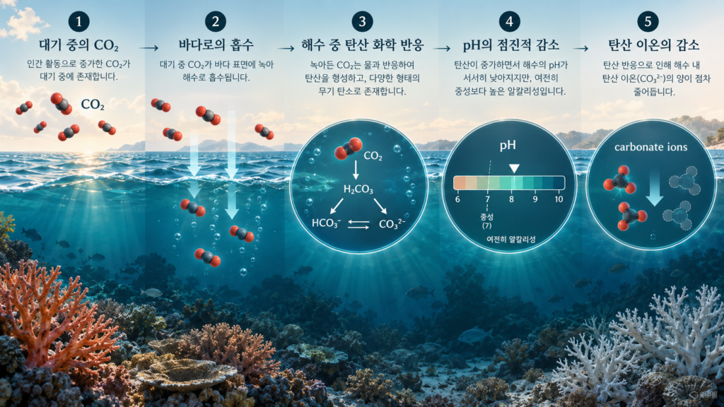 대기 이산화탄소 흡수부터 pH 하락과 탄산이온 감소까지의 해양 산성화 과정